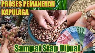 Proses Penen Kapulaga Sampai Siap Untuk Dijual