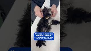 Спасли щенка с нулевой глюкозой