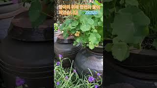항아리 위에 한련화꽃이 피기 시작합니다  #한련화 #항아리 #장독대