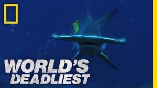 Hammerhead Sharks | World's Deadliest