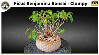 Ficus Benjamina Bonsai - Clumpy