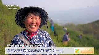 [中国三农报道]全国茶叶主产区进入采摘期|农业致富经 Agriculture And Farming