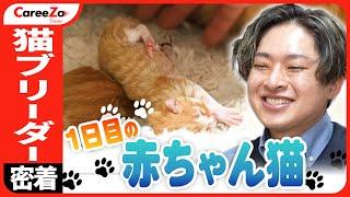 【赤ちゃん猫】ペットショップとは違う「猫ブリーダー」に1日密着！