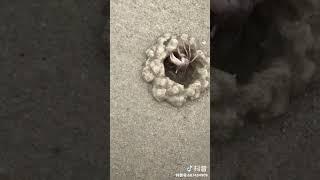 看螃蟹是怎样挖洞的？