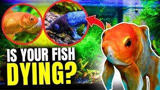 7 Signs That A Fish Is Dying...