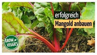 Mangold erfolgreich anbauen | Gemüseanbau im Garten für die Selbstversorgung @gartengemuesekiosk