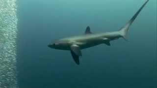 Thresher Shark whips sardines to death.