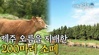 제주 200마리 소떼, 오름을 지배하다! 소들이 만들어낸 초록 낙원 I KBS UHD 특집다큐 화산섬 오름꽃 171123 방송