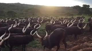 Ente zenyembwa (Bahima /Ankole cows )