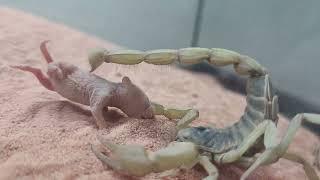 Desert hairy scorpion vs. Pinky Mouse