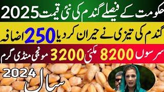 Now wheat price 2025/munji 1509 new rate/today gundam rate/مونجی کا ریٹ کائنات گندم ریٹ 2025