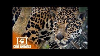 The Secret Lives of JAGUARS - Big Cats Documentary | Cine Animals