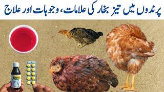 Treatment of Fever in Chickens | Fever Symptoms in Poultry Birds | Dr. ARSHAD