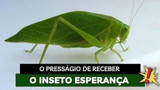 O Presságio de receber a visita de um Inseto Esperança