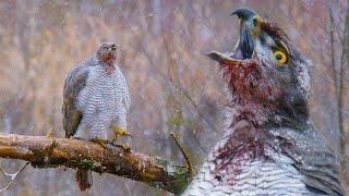 Northern goshawk and wolf | Film Studio Aves