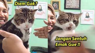 LUCU BANGET.! Emaknya Diganggu, Kucing Ini Marah Besar ~ Video Kucing Lucu Banget Bikin Ngakak