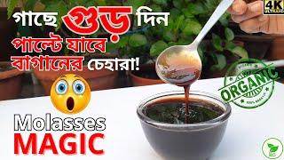 ORGANIC Gardening Revolution: Use Soil Superfood Molasses| সুপারফুড গুড়| গাছকে খাওয়ালে কী হয় দেখুন!