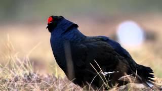 Orre/Black Grouse 29/4 2012