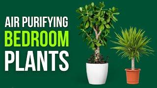 10 Best Indoor Plants for Purifying Your Bedroom Air 