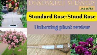 Stand rose/Standard rose plant from #pushpanjaliasoke nursery|Unboxing plant review#treeroseplant