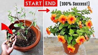 Watch: How To Get TONS of FLOWERS On Hibiscus?