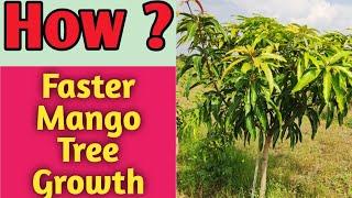 How To Grow Mango Tree Faster | मैंगो ट्री फास्ट कैसे उगायें