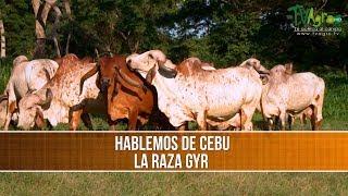 Caracteristicas de la Raza Gyr - TvAgro por Juan Gonzalo Angel Restrepo