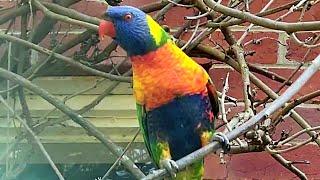 Rainbow lorikeets at my door! 