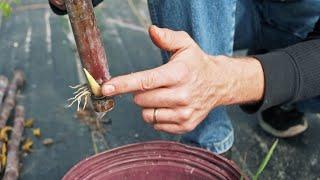 How to Propagate Sugarcane: We Tried Multiple Methods of Micropropagation and this was the BEST!