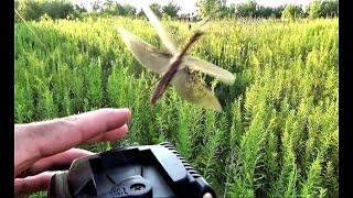 Chinese Praying Mantises flying - #12 #prayingmantis