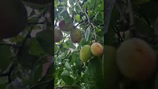 yummy pear tree delicious fruit #flower #uk #anaya #tree #pear #peartree #fruit #vegetables #vlog