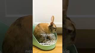 Woman Rescues A Bunny And Later Gets The Greatest Surprise | The Dodo