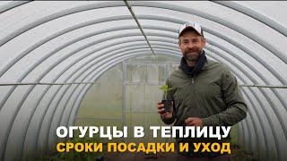 УЖЕ В НАЧАЛЕ ЛЕТА БУДУ С ОГУРЦАМИ. Правила посадки и ухода за огурцами в теплице.