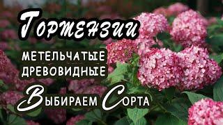 Великолепные сорта ГОРТЕНЗИЙ с подробными характеристиками. Большой обзор