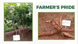 Farmer's Pride and Fine face cassava varieties - Cassava Matters Episode 14