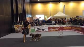 Dogdance Mila Sunshine Umbrella  Klasse 2 Passau Oktober 2015