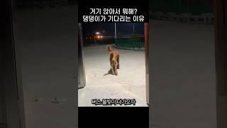 댕댕이가 버스만 보면 달려가는 이유는?
