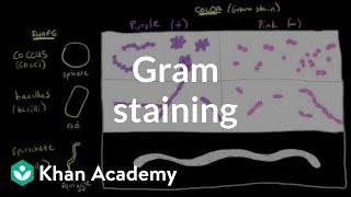 Bacterial characteristics - Gram staining | Cells | MCAT | Khan Academy