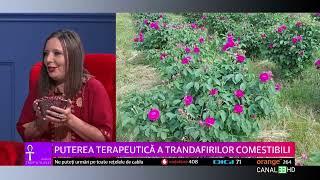 Trandafiri de dulceata si puterea lor terapeutica in emisiunea Sanatate trup si suflet la Canal 33