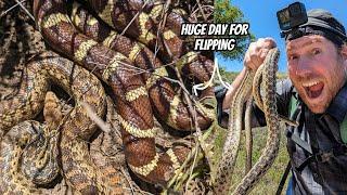 Double Digit Snake Day in the San Fernando Valley | Field Herping Southern California