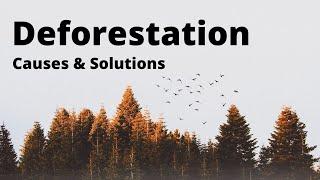 Deforestation: Causes and Solutions