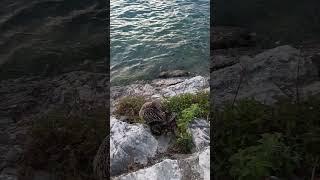 Female mallard duck with ducklings - Garda, Lake Garda, Italy