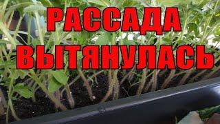 ЧТО ДЕЛАТЬ ЕСЛИ РАССАДА ВЫТЯНУЛАСЬ? ПОМОЖЕТ ЛИ ПРЕПАРАТ АТЛЕТ? ПРАВИЛЬНЫЙ УХОД ЗА РАССАДОЙ!