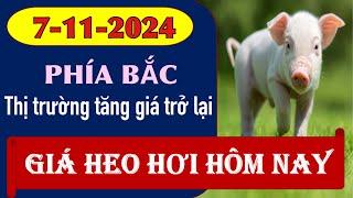 Giá heo hơi hôm nay 7/11/2024 -Tín hiệu tăng trở lại ở miền Bắc