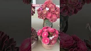 250429#다육사랑써니님 010-4258-8509