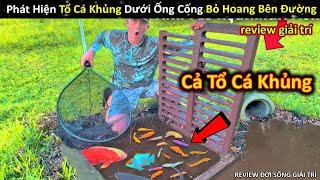 Phát Hiện Và Thu Hoạch Cả Tổ Cá Khủng Dưới Ống Cống Bỏ Hoang Bên Đường || Review Giải Trí Đời Sống