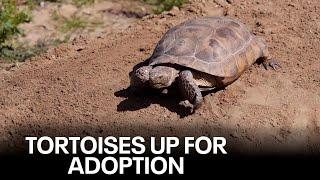 Tortoises being offered up for adoption by Arizona Game and Fish