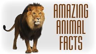 25 Amazing Facts You Must Know About Animals | Videos Hub