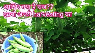 Secret of my bumper harvesting from terrace garden