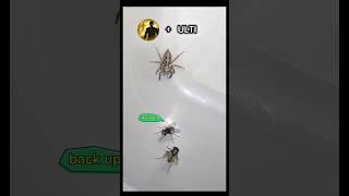 Yung May Kampi Ka na malakas mag TP.  Jumping Spider #gagamba #gamers